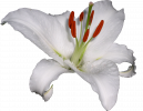 lilium-hemerocallis-lilioasphodelus-flower-clip-art-лилия-png